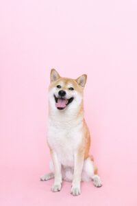Air-Dried Dental Chew