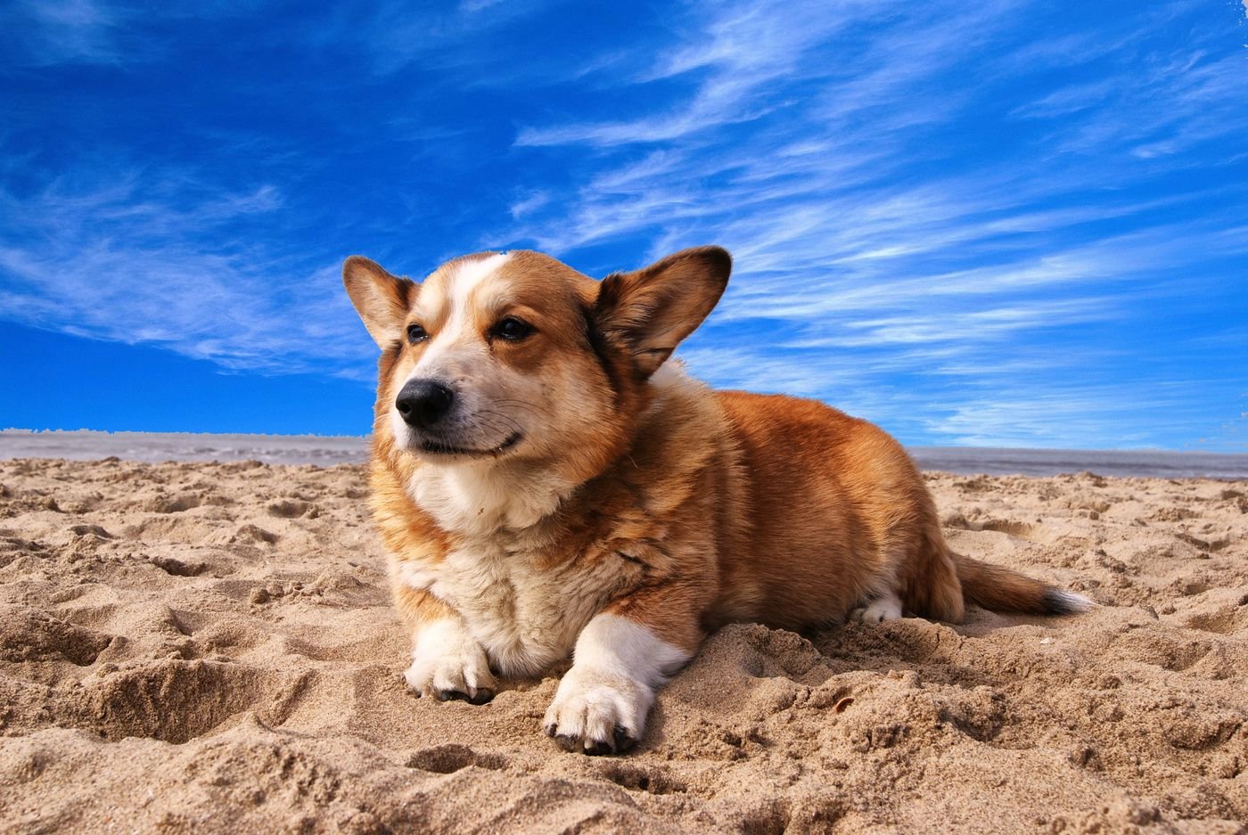 Nordic Paws