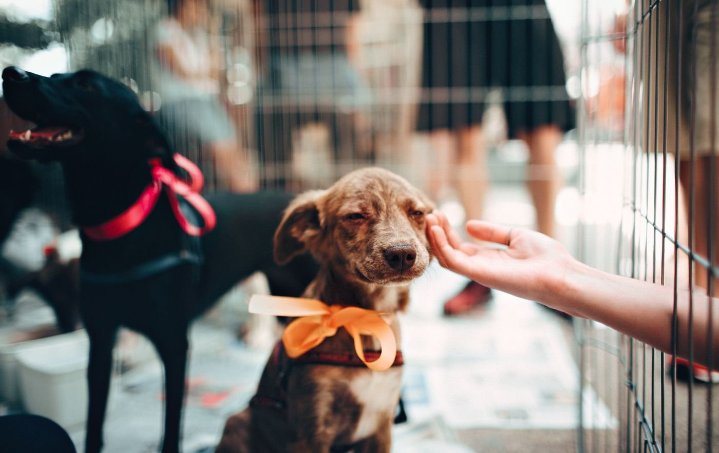 Lumen Veterinary