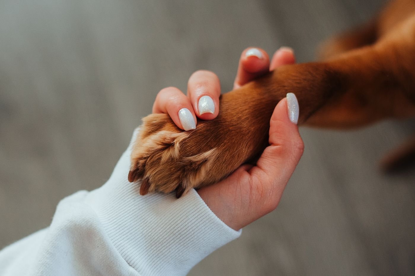 Hearth & Hound