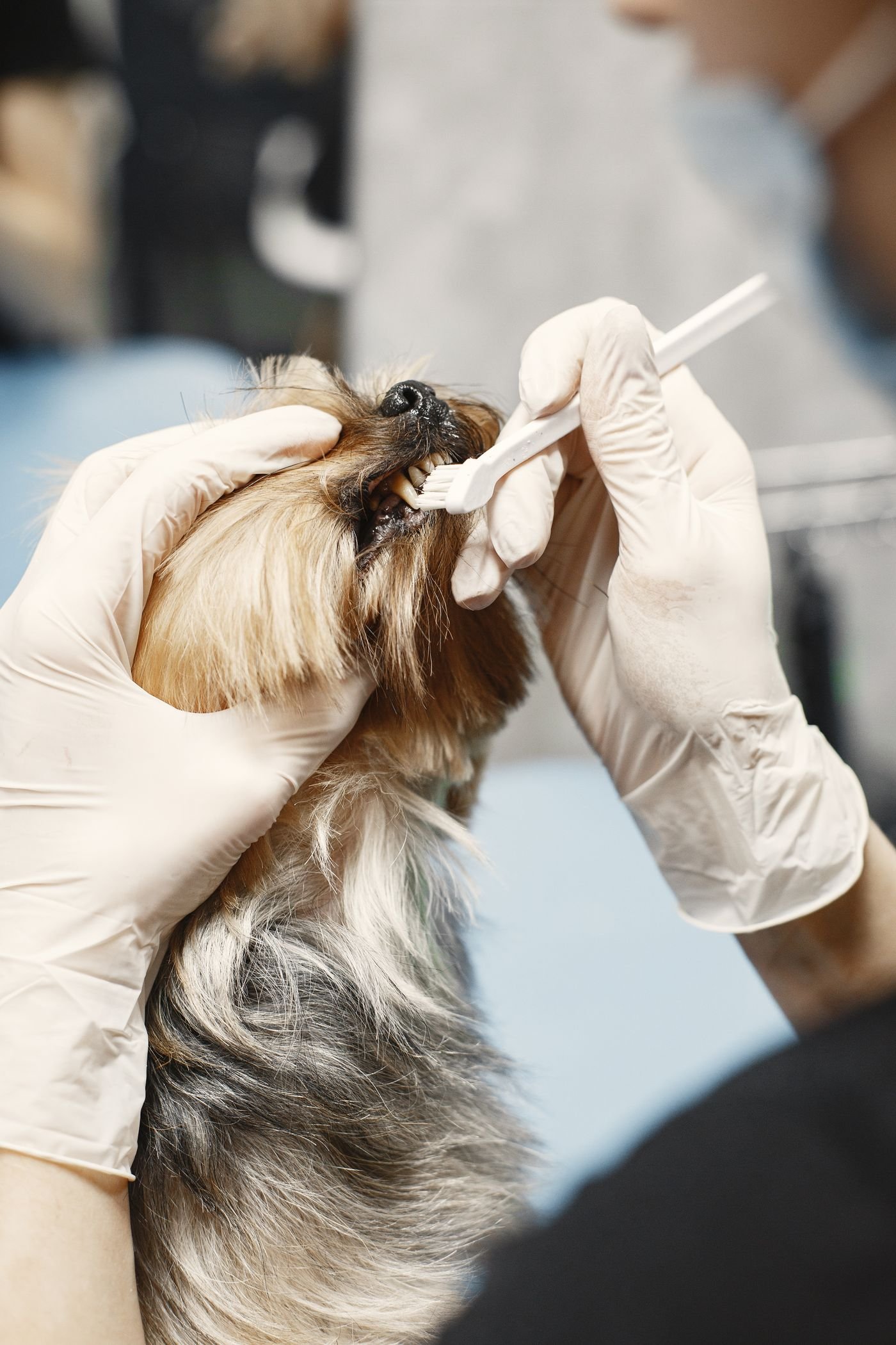 Atelier Canin